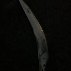 まだまだ釣れるよ須磨一文字