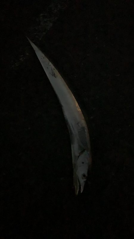 まだまだ釣れるよ須磨一文字