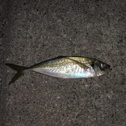 念願の尺アジ！