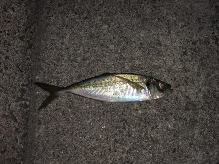 念願の尺アジ！