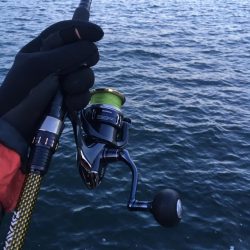 ガシラにはサバの切り身が1番