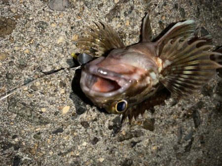 安定のライトゲーム