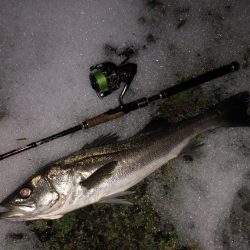 円山川シーバス