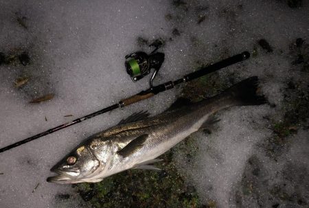 円山川シーバス