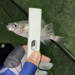 タングステン！