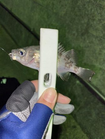 タングステン！