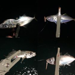 豆アジと回遊アジ