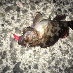 良型ガシラ祭り！