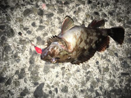 良型ガシラ祭り！