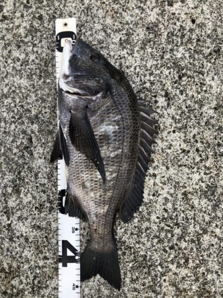 イチノ兄弟、釣果!