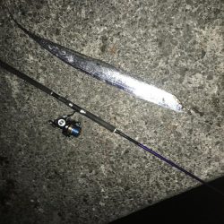 運だけでメジロ＋太刀魚