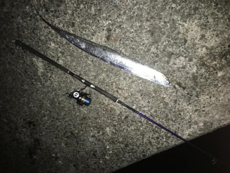 運だけでメジロ＋太刀魚