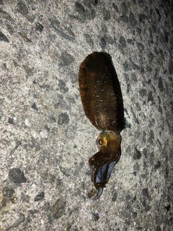 釣り納めヤエン