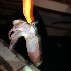 さぁ!ヒイカ‼︎