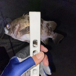 アジング釣果情報から岩国へ