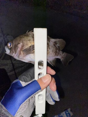 アジング釣果情報から岩国へ