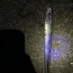 タチウオ元気いっぱい！