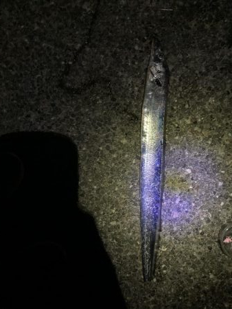 タチウオ元気いっぱい！