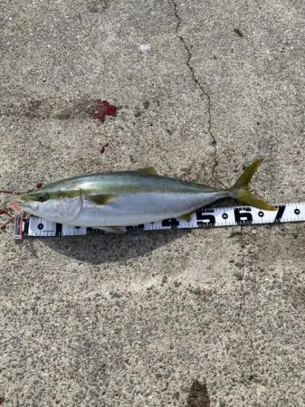 寒波あとに漸く、青物