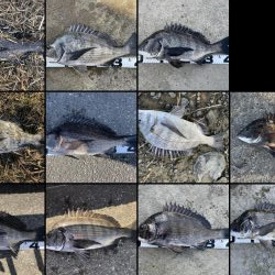 イチノ兄弟、釣果！