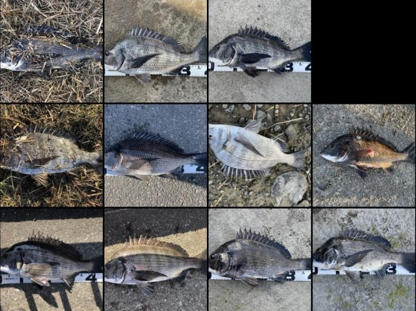 イチノ兄弟、釣果！