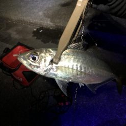 ピンク系で青物