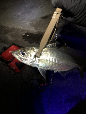 ピンク系で青物