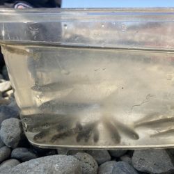 レア魚がバケツいっぱい取れた！！