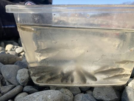 レア魚がバケツいっぱい取れた！！