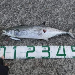 まだまだ釣れます