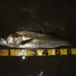 ぼちぼち落ちてます