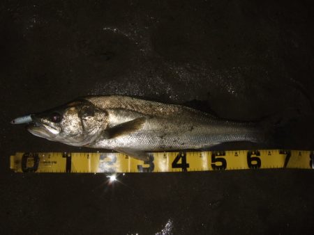 ぼちぼち落ちてます