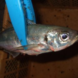 大荒れのアジング