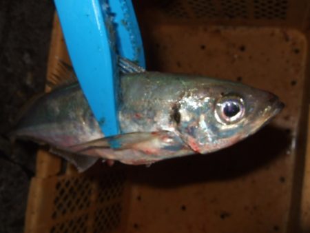 大荒れのアジング