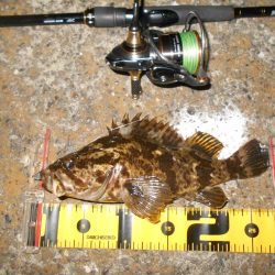 シーバス狙いでしたが…。