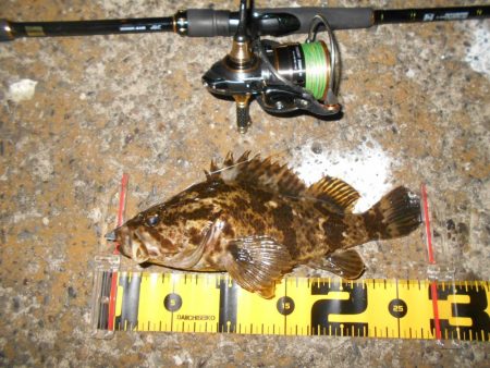 シーバス狙いでしたが…。