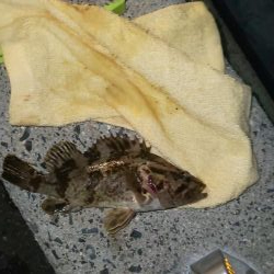 メバリング初心者