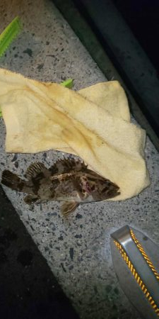 メバリング初心者