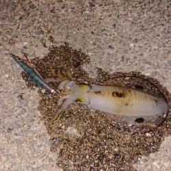 アオリイカを求めて～12月9日