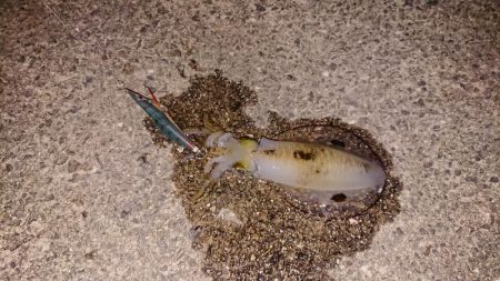 アオリイカを求めて～12月9日