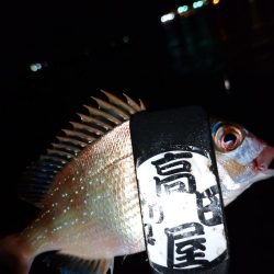 今夜もちょい投げ