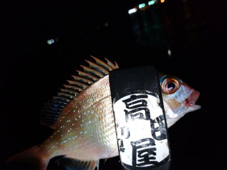 今夜もちょい投げ