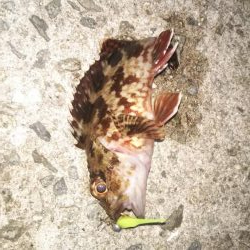 ライトゲームはじめました