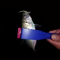 強風の中なんとかアジ