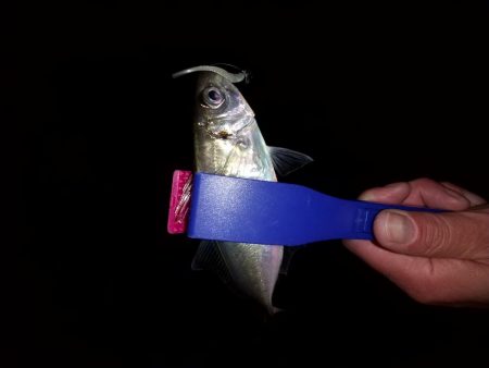 強風の中なんとかアジ