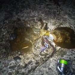 2020年最終エギング