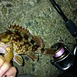 冬の根魚調査５