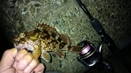 冬の根魚調査５