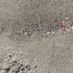 ジグサビキでヒラメ