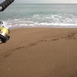 早朝サーフで青物